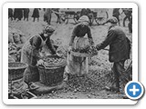 Women Workers Sorting Potatoes On A Farm In The Eastern Counties