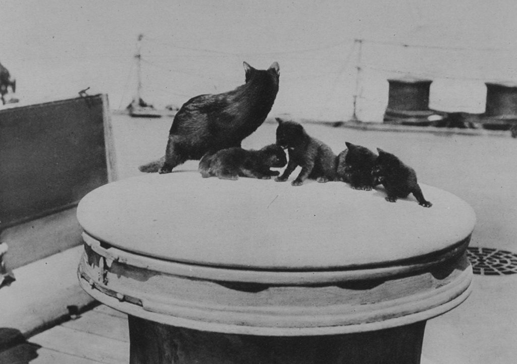 A Cat And Her Kittens Aboard A Ship In The Dardanelles