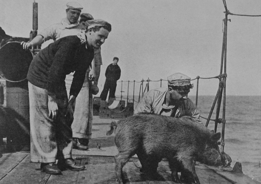 A Pet On Board One Of The British Naval Craft In The Dardanelles