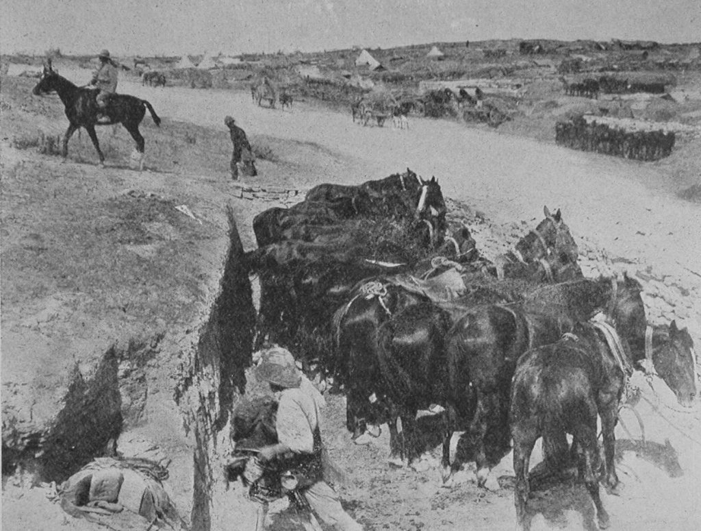 Horses In Their Dug Outs At Gallipoli