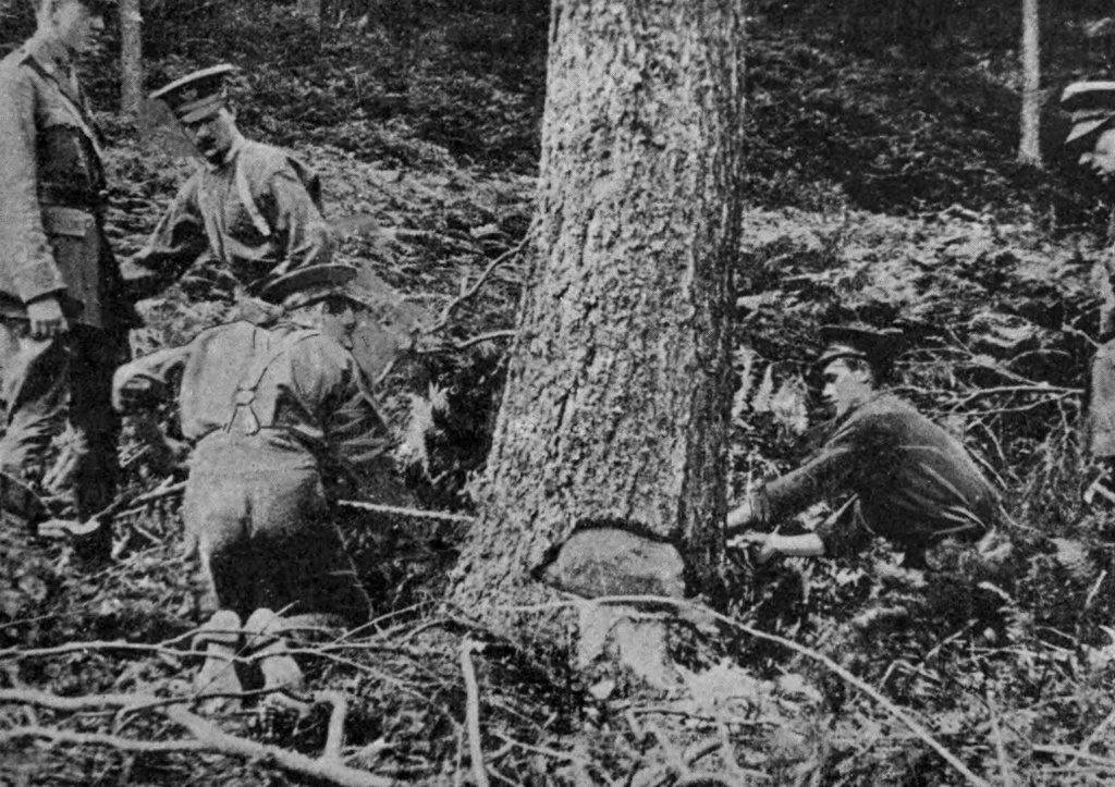 Newfoundland Forestry Battalion Cutting Timber In Scotland
